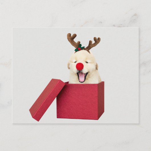 赤いクリスマスギフトボックスにゴールデンレトリバーの子犬 ポストカード (正面)