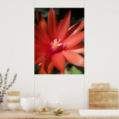 赤いクリスマスサボテンの花 ポスター (キッチン)