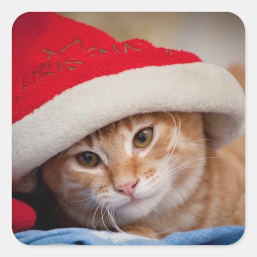 赤いクリスマスハットの小さな子猫 スクエアシール (正面)