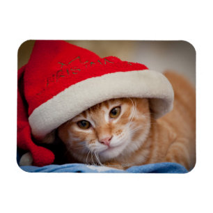 赤いクリスマスハットの小さな子猫 マグネット