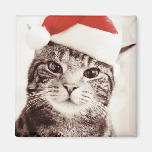 赤いクリスマスハットを着た国内のタビーネコ マグネット (正面)