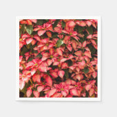 赤いクリスマスフラワー「ポインセチア」 スタンダードカクテルナプキン (正面)