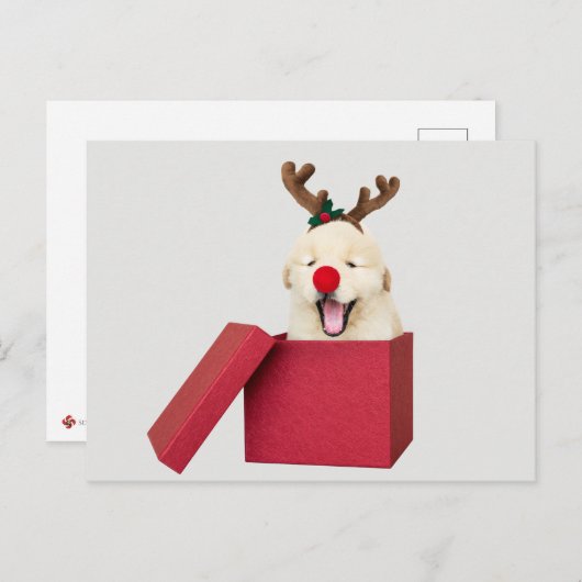 赤いクリスマスプレゼントの箱の中のゴールデンレトリバーの子犬 ポストカード (正面/裏面)