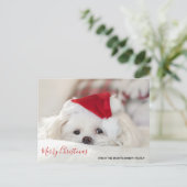 赤いクリスマス帽子をかぶったかわいい白い犬 シーズンポストカード (スタンド正面)