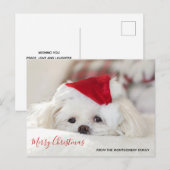 赤いクリスマス帽子をかぶったかわいい白い犬 シーズンポストカード (正面/裏面)
