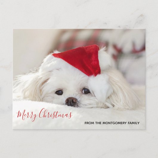赤いクリスマス帽子をかぶったかわいい白い犬 シーズンポストカード (正面)