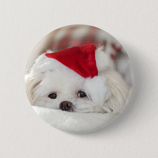 赤いクリスマス帽子をかぶったかわいい白い犬 缶バッジ (正面)
