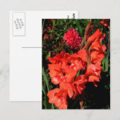 赤いグラジオラス ポストカード (正面/裏面)