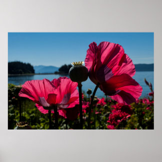 赤いケシのポスター ポスター