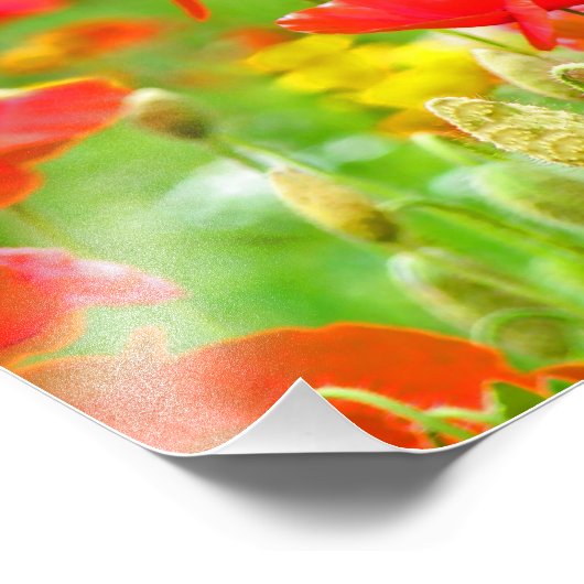 赤いケシの花ファインアート写真ケシ フォトプリント            (角)