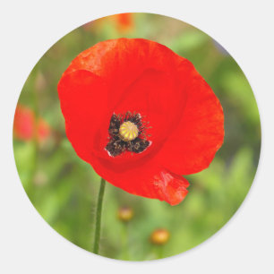 赤いケシの花 ラウンドシール