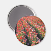 赤いケシ畑の花 マグネット (正面/裏面)