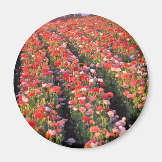 赤いケシ畑の花 マグネット (正面)