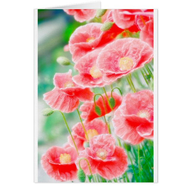 赤いケシ (正面)