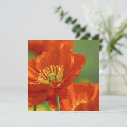 赤いケシ カード (スタンド正面)