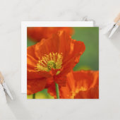 赤いケシ カード (正面/裏面インサイチュ)