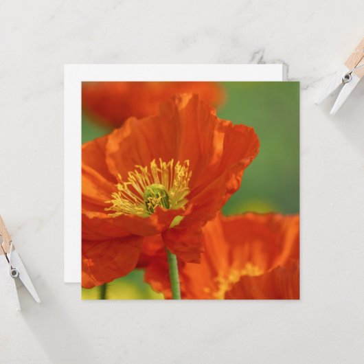 赤いケシ カード (正面/裏面インサイチュ)