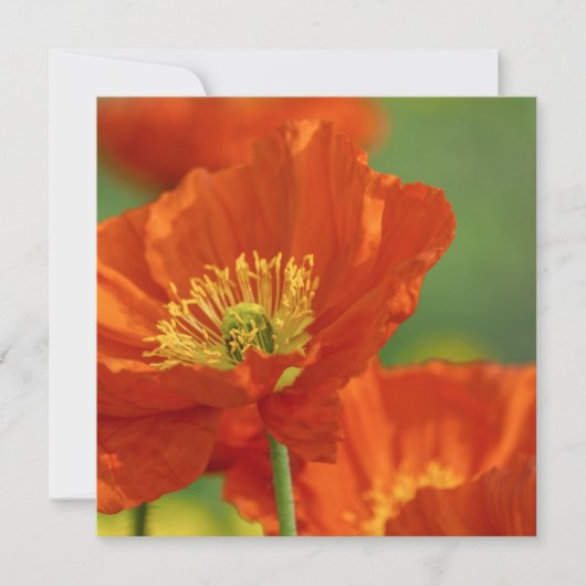 赤いケシ カード (正面)