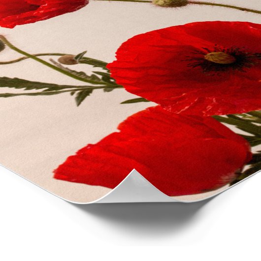赤いケシ ポスター (角)
