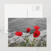 赤いケシ ポストカード (正面/裏面)