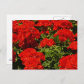 赤いゲラニウムハガキ ポストカード (正面/裏面)