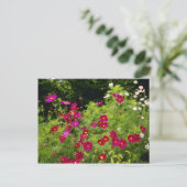 赤いコスモスの花 ポストカード (スタンド正面)