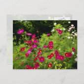 赤いコスモスの花 ポストカード (正面/裏面)