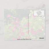 赤いコスモスの花 ポストカード (裏面)