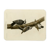 赤いコックレッドのウードカーオードゥボンの鳥たち マグネット (横)