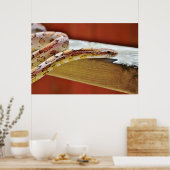 赤いコーンスネーク ポスター (キッチン)