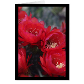 赤いサボテンの開花