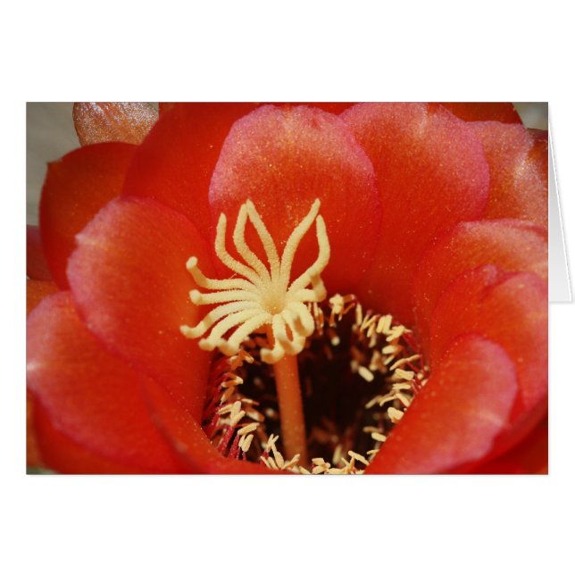 赤いサボテンの開花 (正面横)