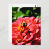 赤いサンゴエレガントフローラかわいいのまわりに ポストカード (正面/裏面)