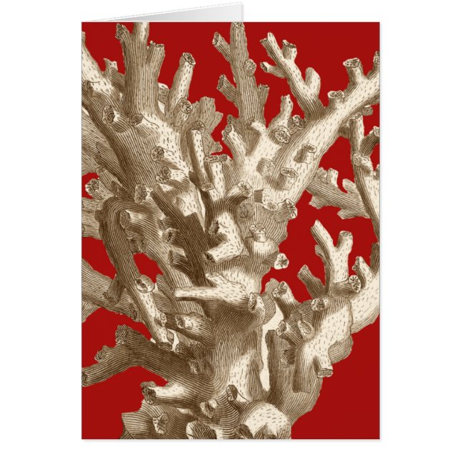 赤いサンゴ (正面)