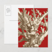 赤いサンゴ ポストカード (正面/裏面)