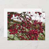 赤いサンザシの実の葉書 ポストカード (正面/裏面)