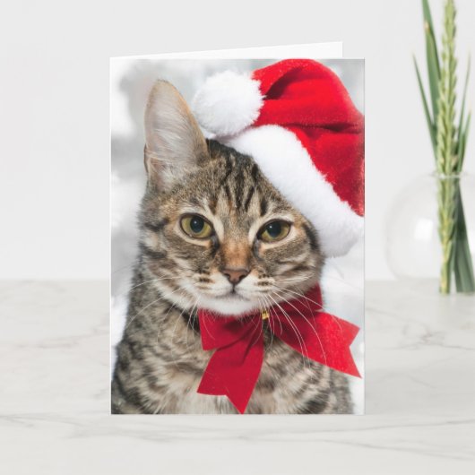 赤いサンタの帽子のクリスマス猫 シーズンカード (正面)