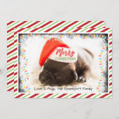 赤いサンタハットクリスマスに可愛い子犬のパグ シーズンカード (正面/裏面)