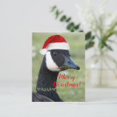 赤いサンタ帽をかぶったカナダガチョウ シーズンポストカード (スタンド正面)