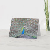 赤いサンタ帽をかぶった孔雀おもしろい シーズンカード (正面)