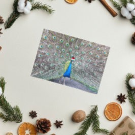 赤いサンタ帽をかぶった孔雀おもしろい シーズンカード