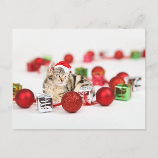 赤いサンタ帽子のクリスマスオーナメントを着た猫 シーズンポストカード (正面)
