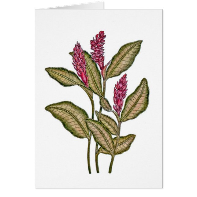 赤いショウガ (正面)