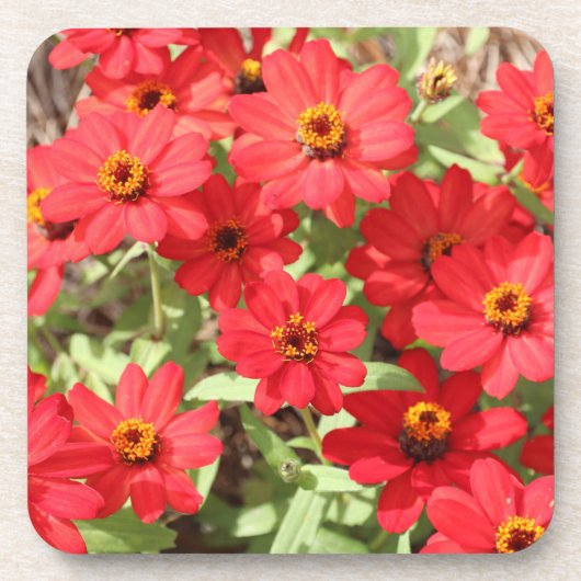 赤いジニアの花のコースター コースター (正面)