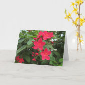 赤いジャトロファの花 カード (黄色い花)