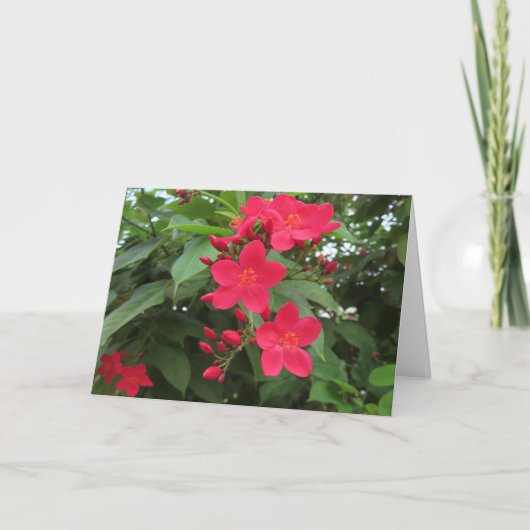 赤いジャトロファの花 カード (正面)
