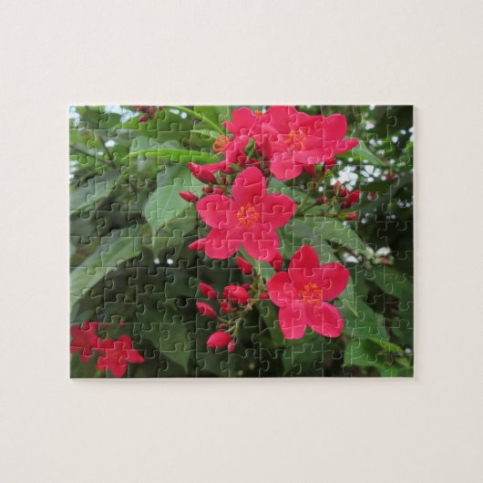 赤いジャトロファの花 ジグソーパズル (横)