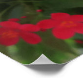 赤いジャトロファの花 ポスター (角)