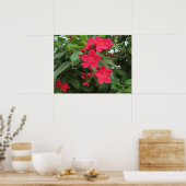 赤いジャトロファの花 ポスター (キッチン)