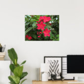 赤いジャトロファの花 ポスター (ホームオフィス)